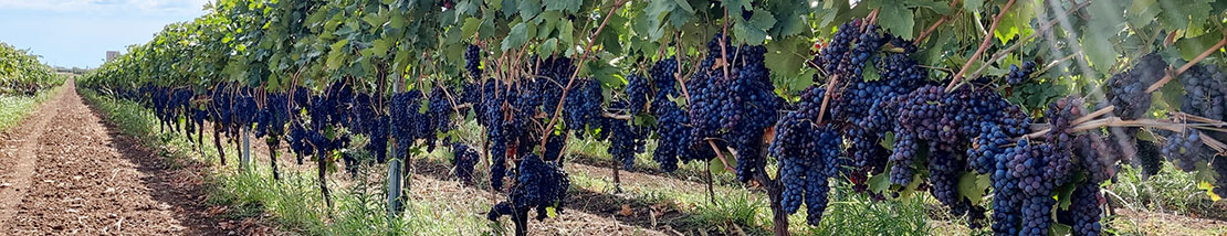 i nostri vigneti
